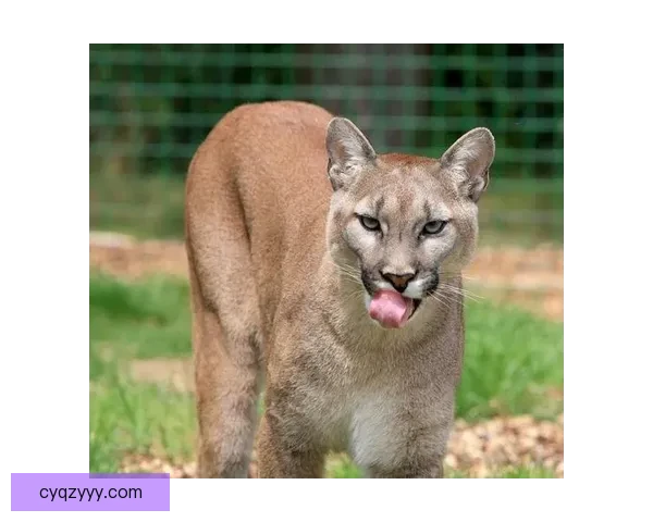 美洲豹与美洲狮谁才是美洲顶级猎手从体型速度到咬合力全面对决